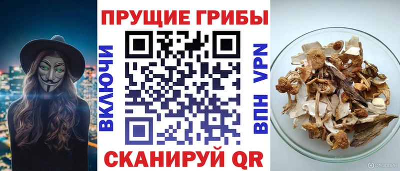 Псилоцибиновые грибы Psilocybine cubensis  Чкаловск 